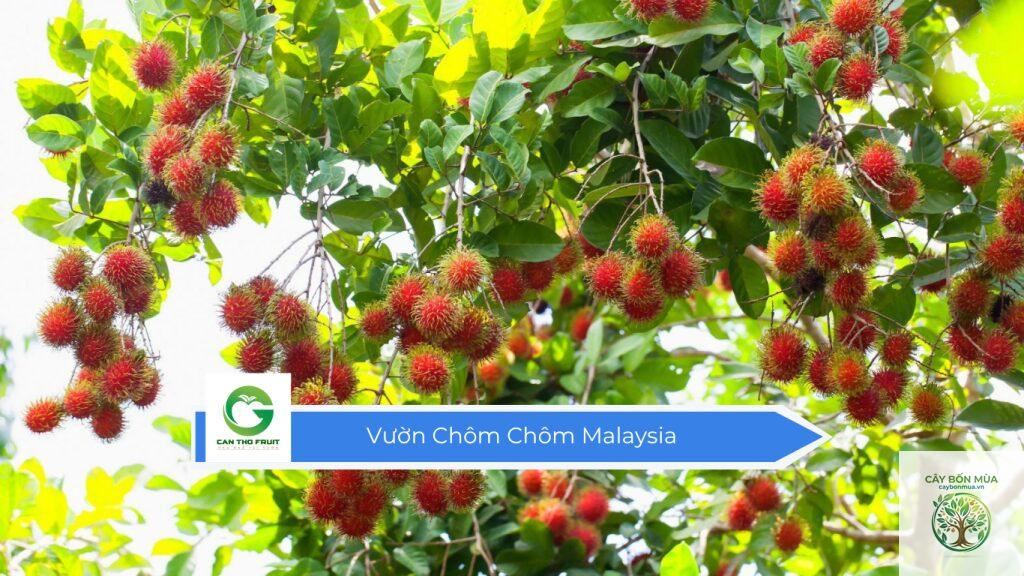 cây chôm chôm Malaysia - Image 4