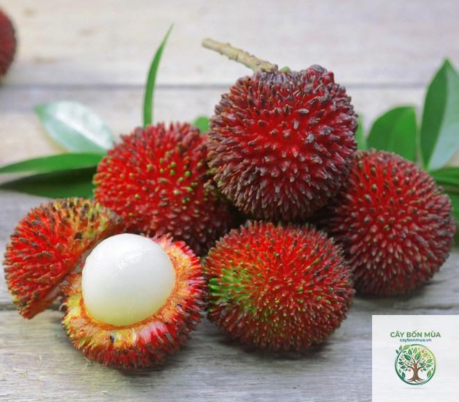 cây chôm chôm Malaysia