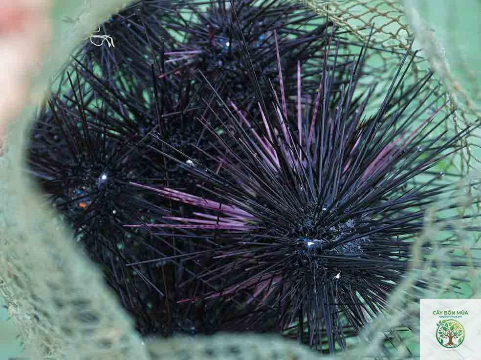 cây chôm chôm đen - Image 4