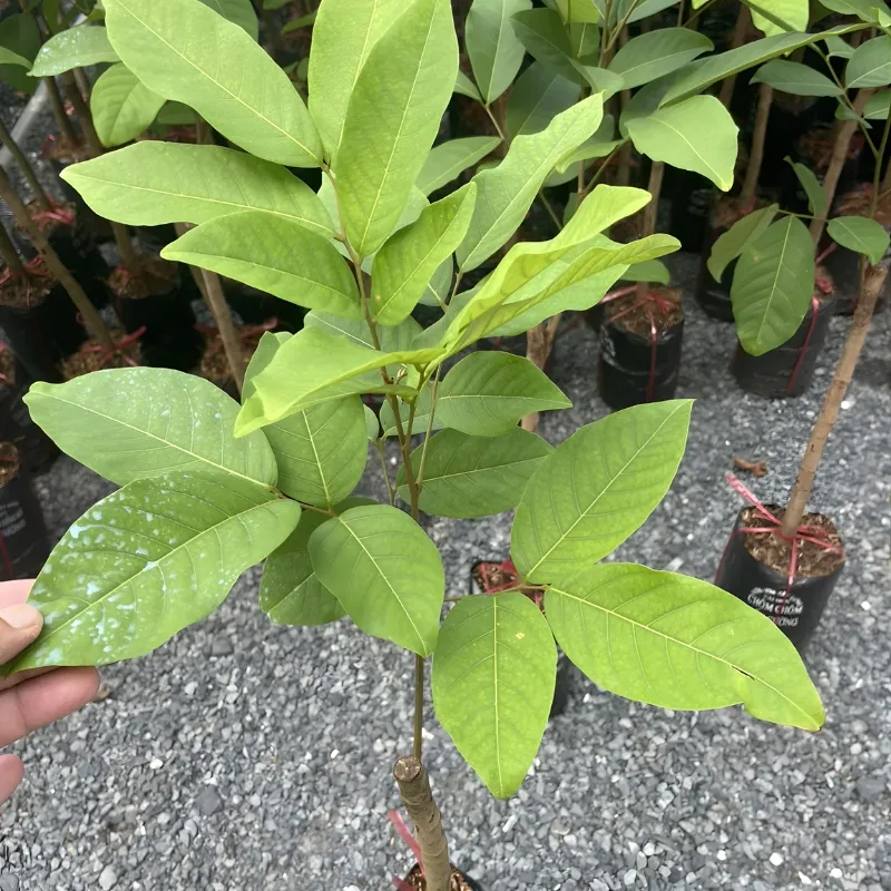 cây chôm chôm đường - Image 2