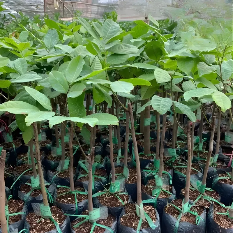 cây chôm chôm đường - Image 3