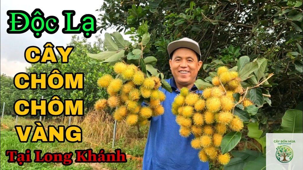 cây chôm chôm vàng