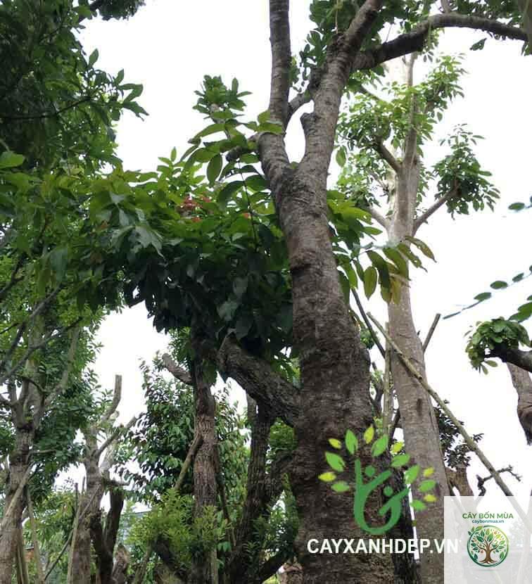 cây chôm chôm xanh - Image 4