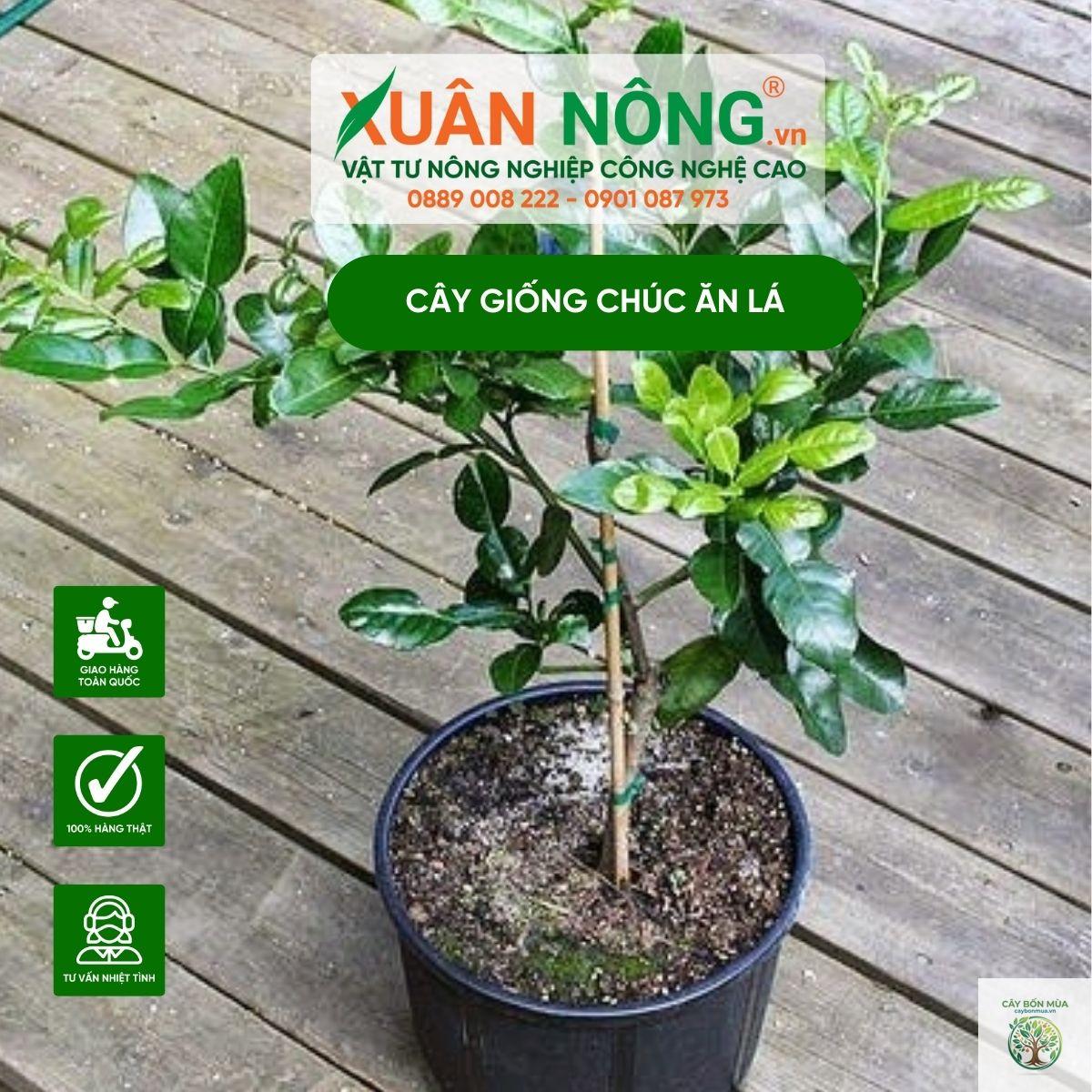 cây chúc lá thơm - Image 2