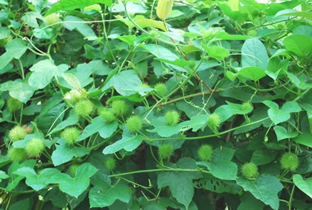 cây chùm bao - Image 2