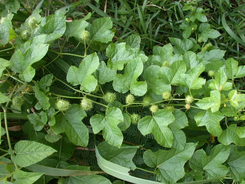 cây chùm bao - Image 4