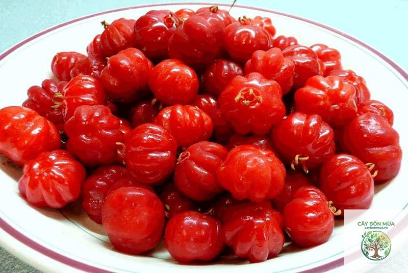 cây chùm ruột đỏ - Image 1