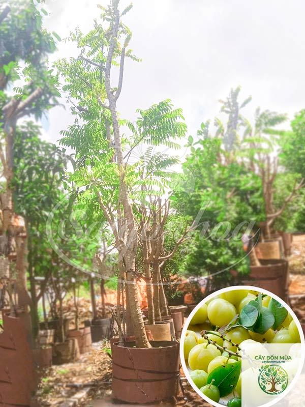 cây chùm ruột không hạt - Image 5