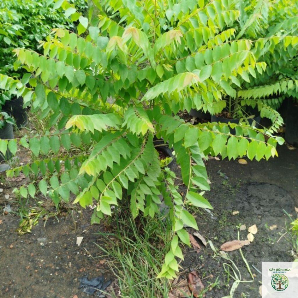 cây chùm ruột ngọt