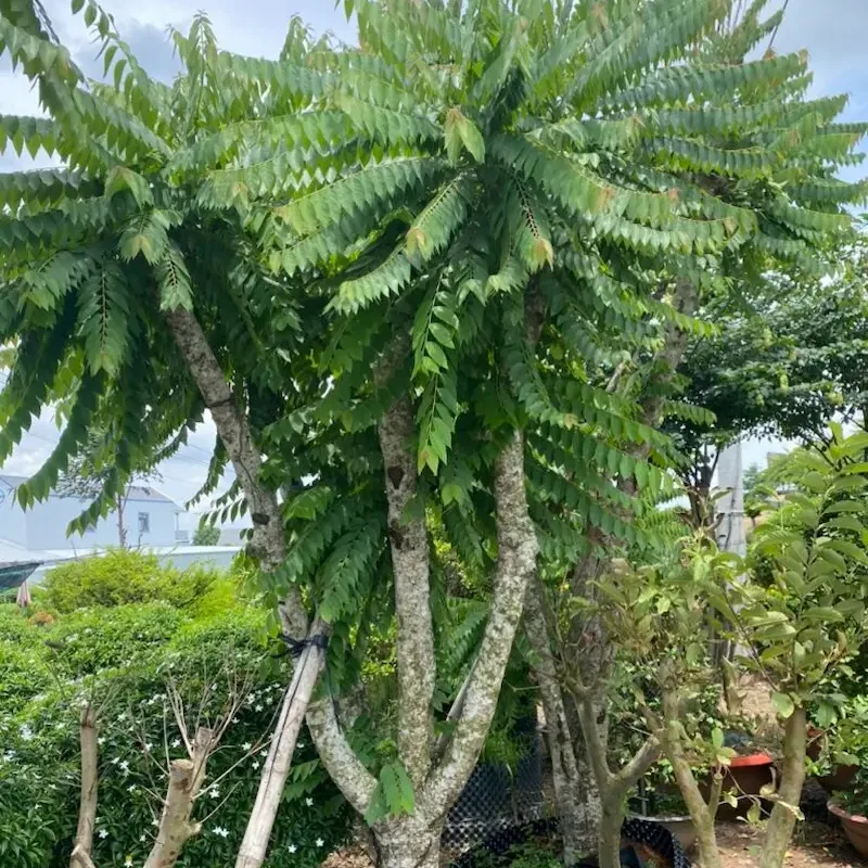 cây chùm ruột ngọt - Image 4