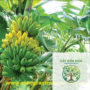 cây chuối - Image 5