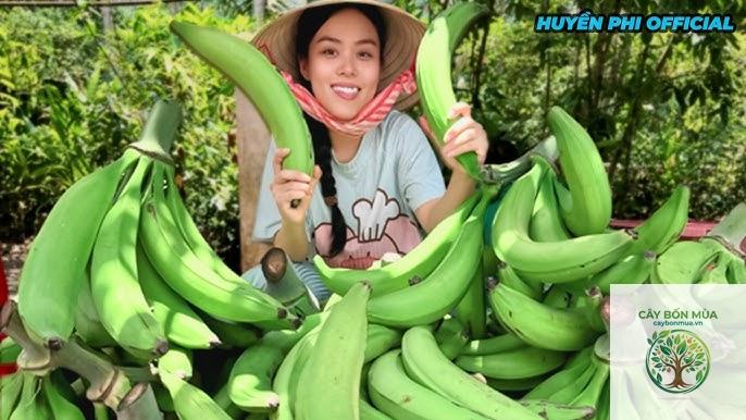 cây chuối Apple - Image 3