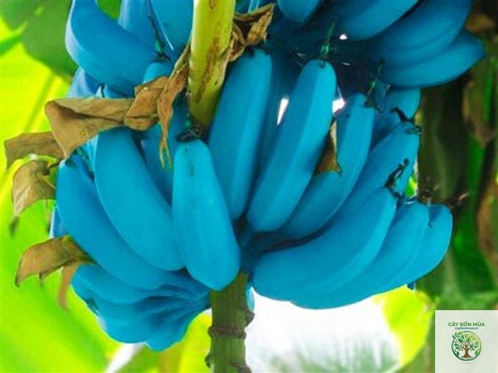 cây chuối Blue Java - Image 3