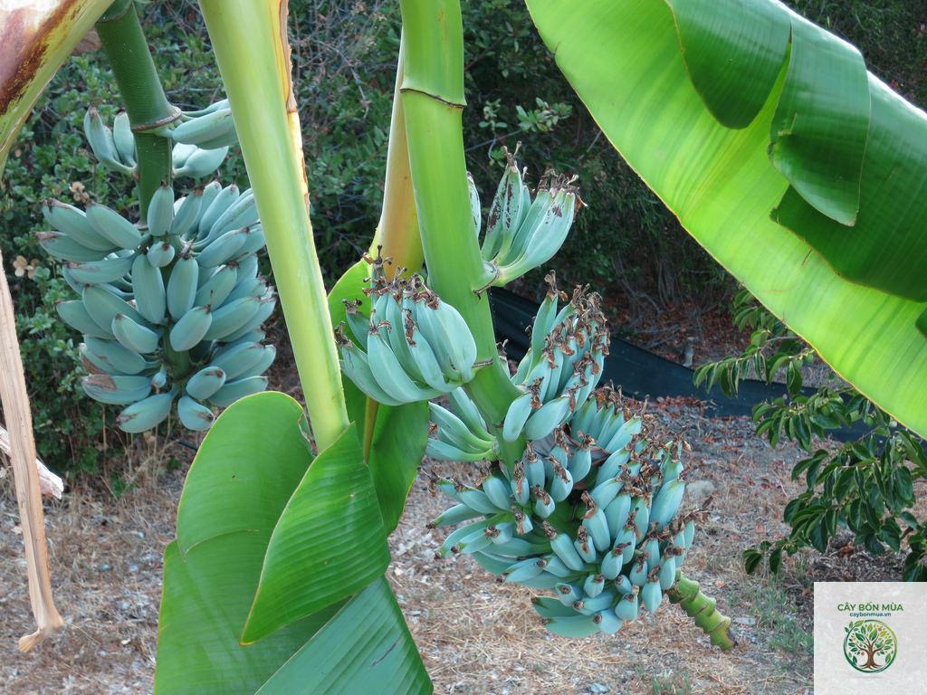 cây chuối Blue Java - Image 5