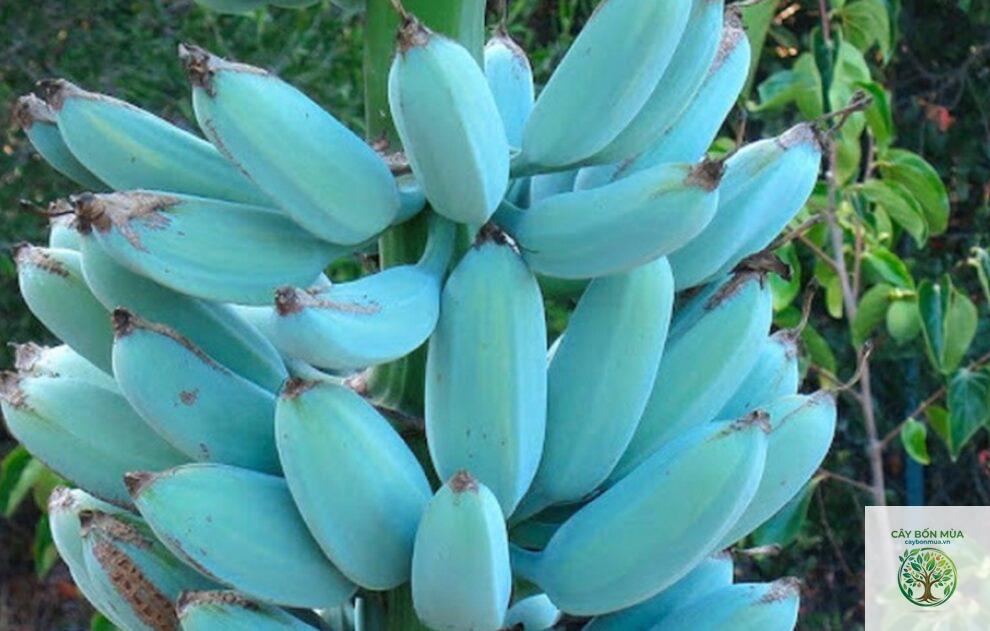 cây chuối Blue Java