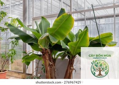 cây chuối Dwarf Cavendish - Image 4