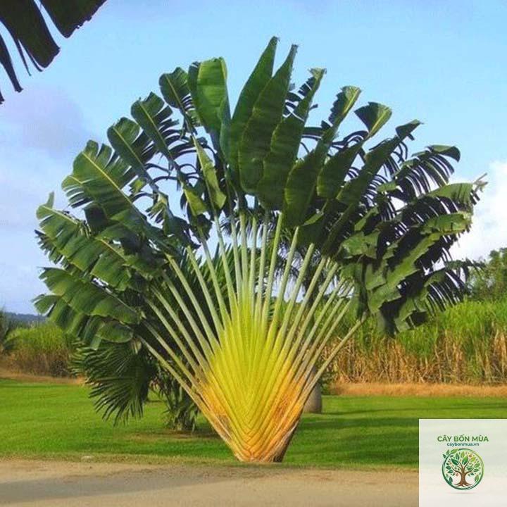 cây chuối Fe'i - Image 2