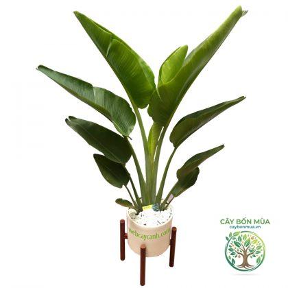 cây chuối Fe'i - Image 3
