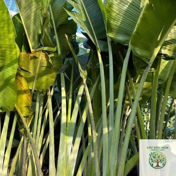 cây chuối Fe'i - Image 4