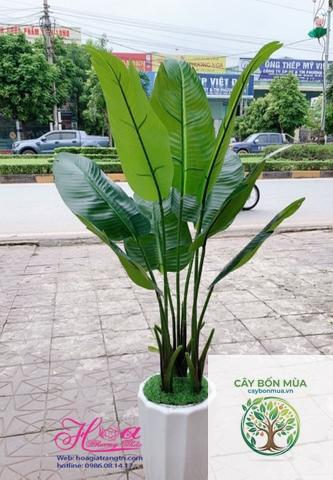 cây chuối Fe'i - Image 5