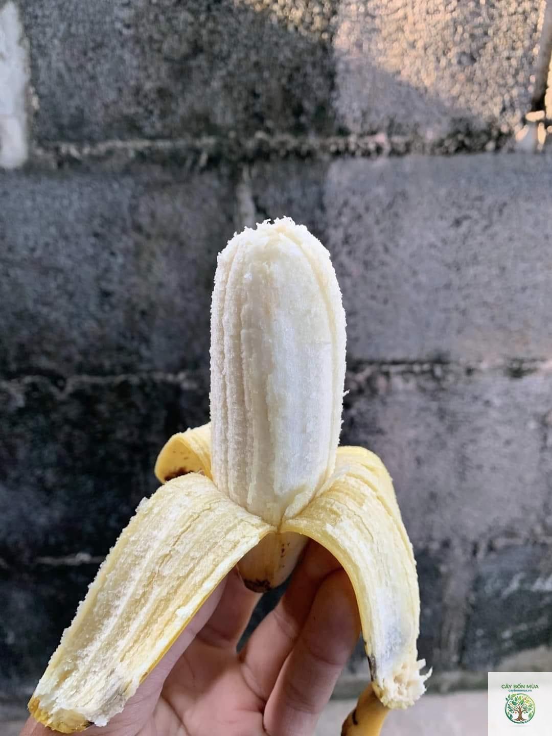 cây chuối Ice Cream - Image 5