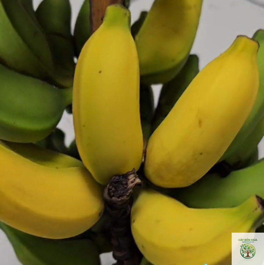cây chuối Lady Finger
