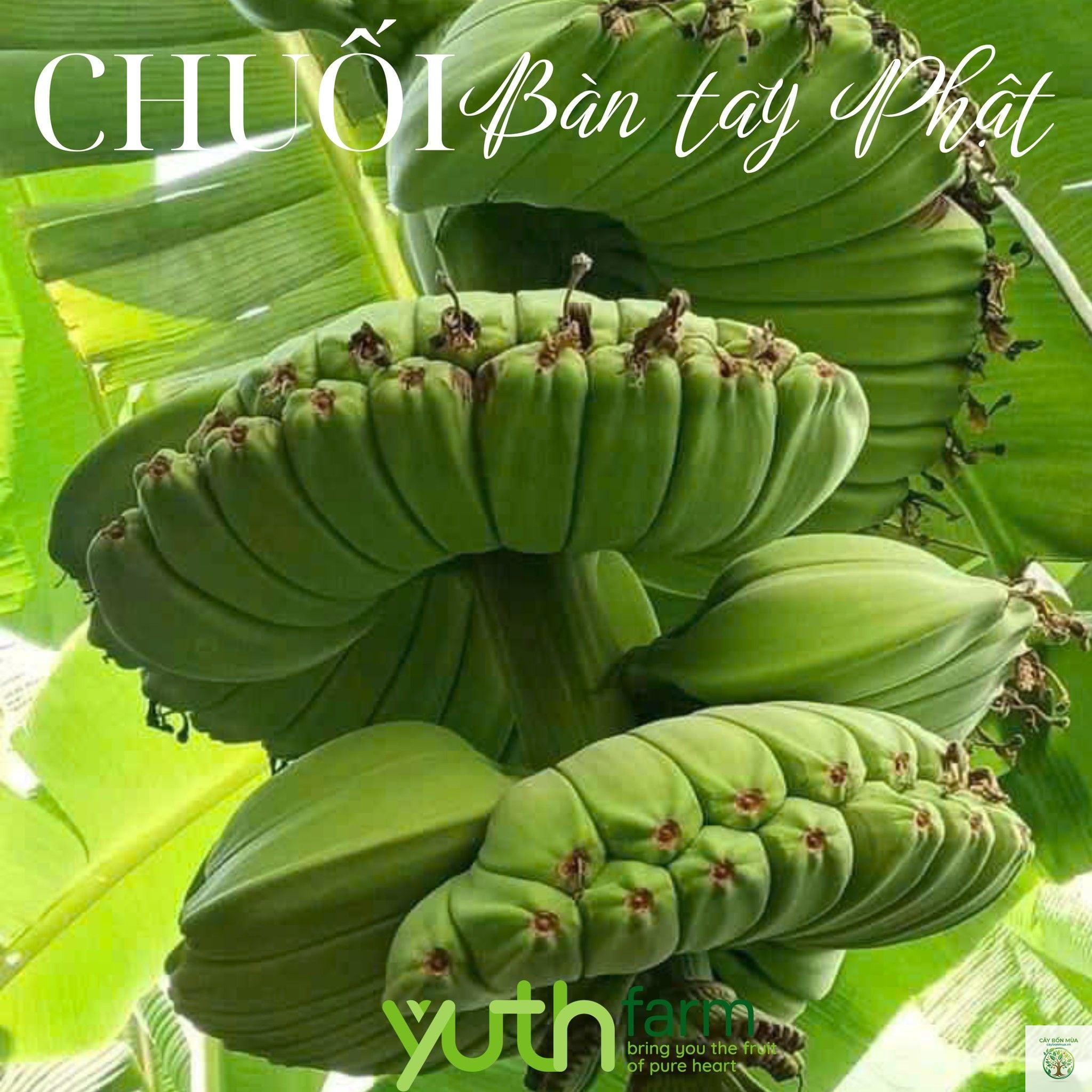 cây chuối Lady Finger - Image 4