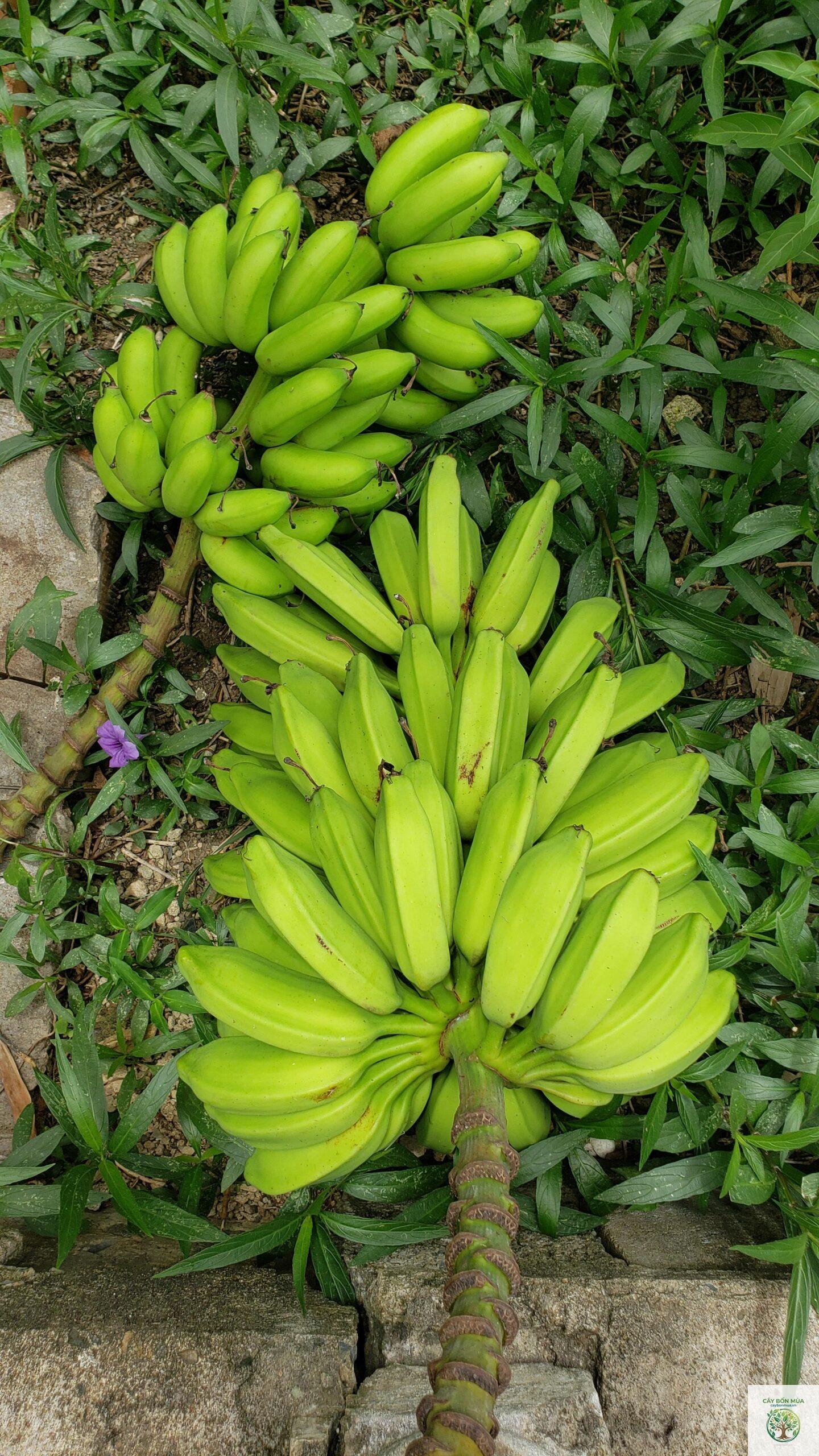 cây chuối Manzano - Image 4