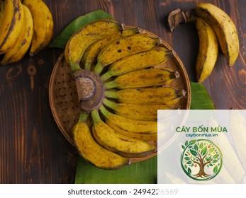 cây chuối Pisang Raja - Image 1