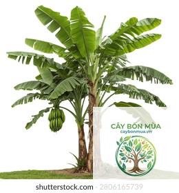 cây chuối Pisang Raja - Image 2