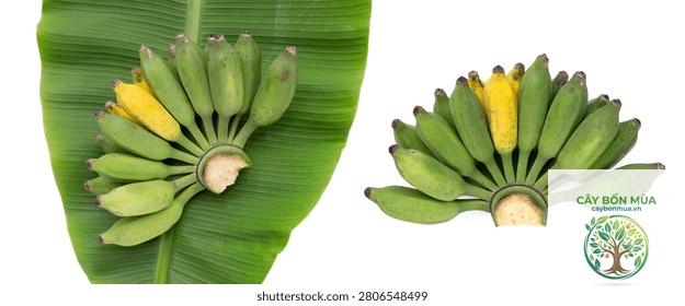 cây chuối Pisang Raja - Image 3