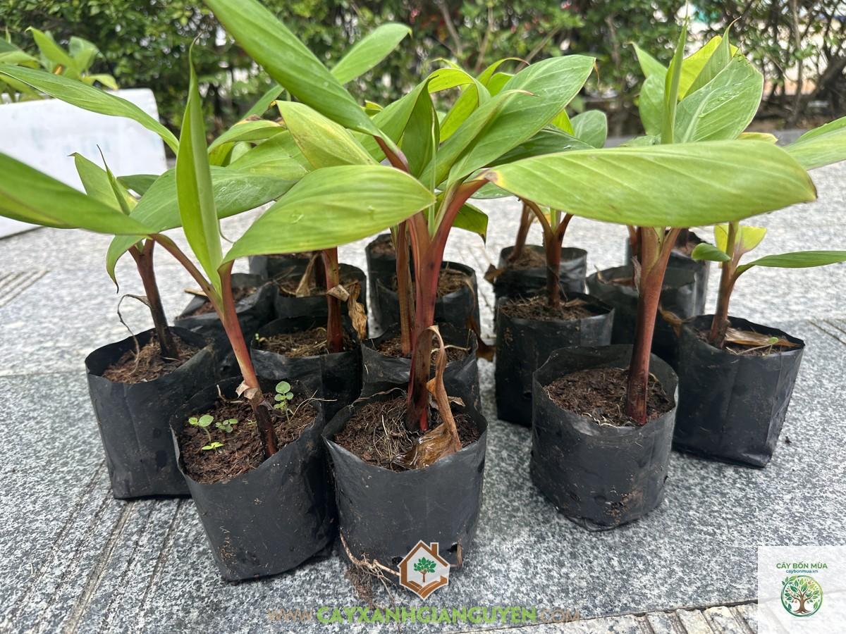 cây chuối Red Banana - Image 2