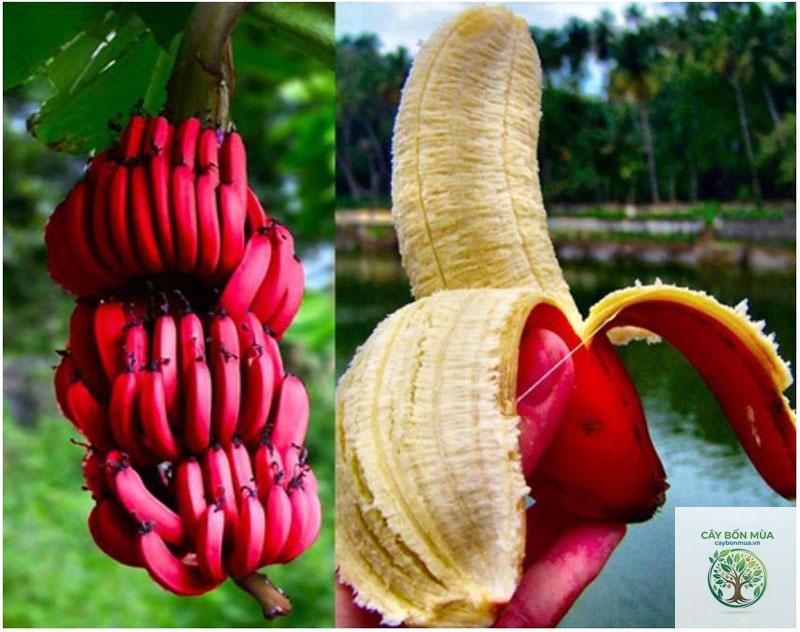 cây chuối Red Banana - Image 3