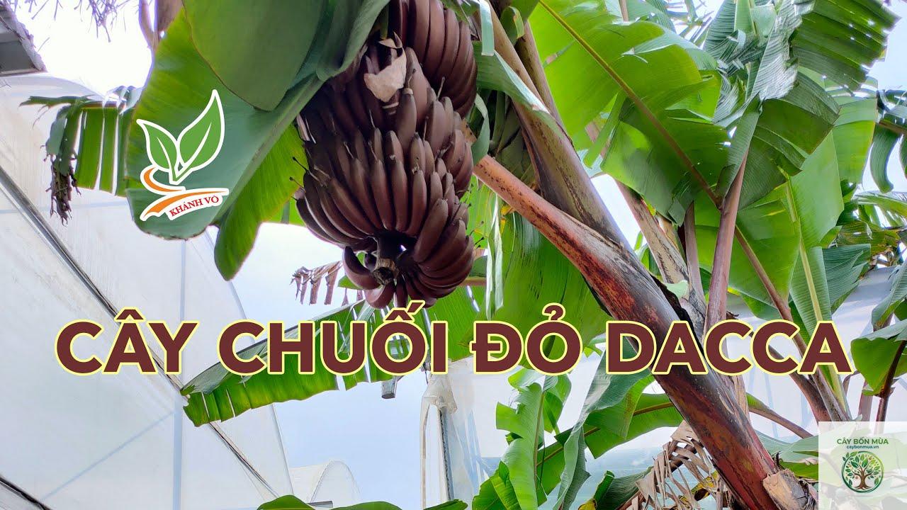 cây chuối Red Banana - Image 4