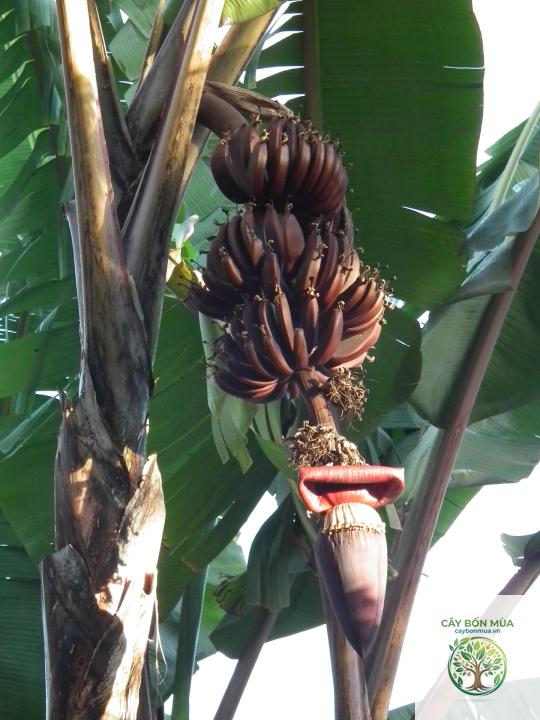 cây chuối Red Banana
