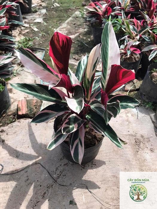 cây chuối hoàng yến