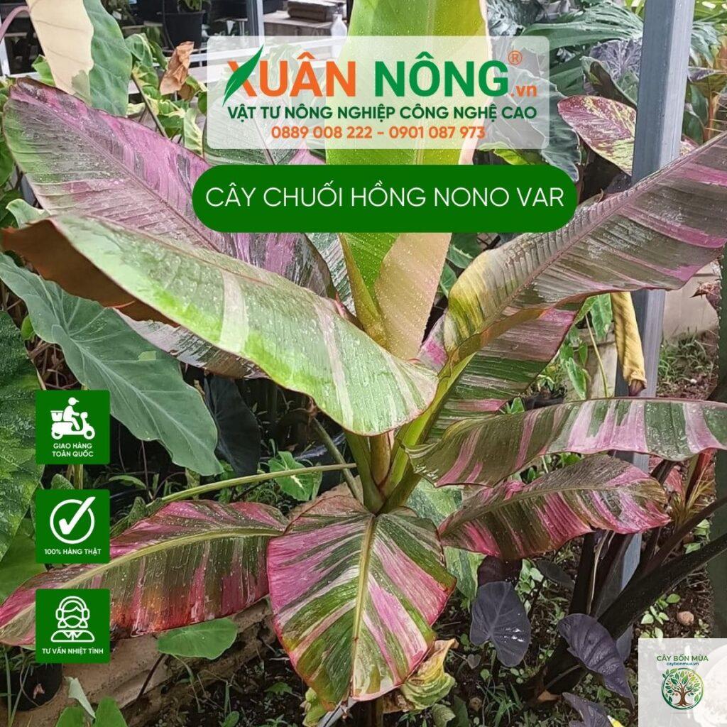 cây chuối hồng