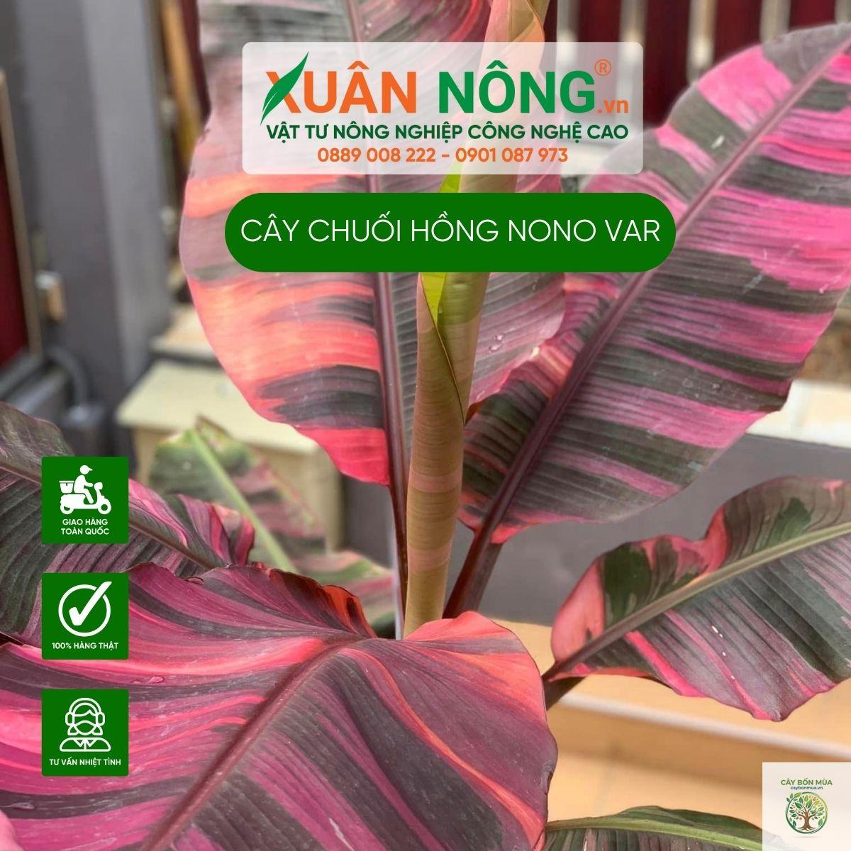 cây chuối hồng - Image 3
