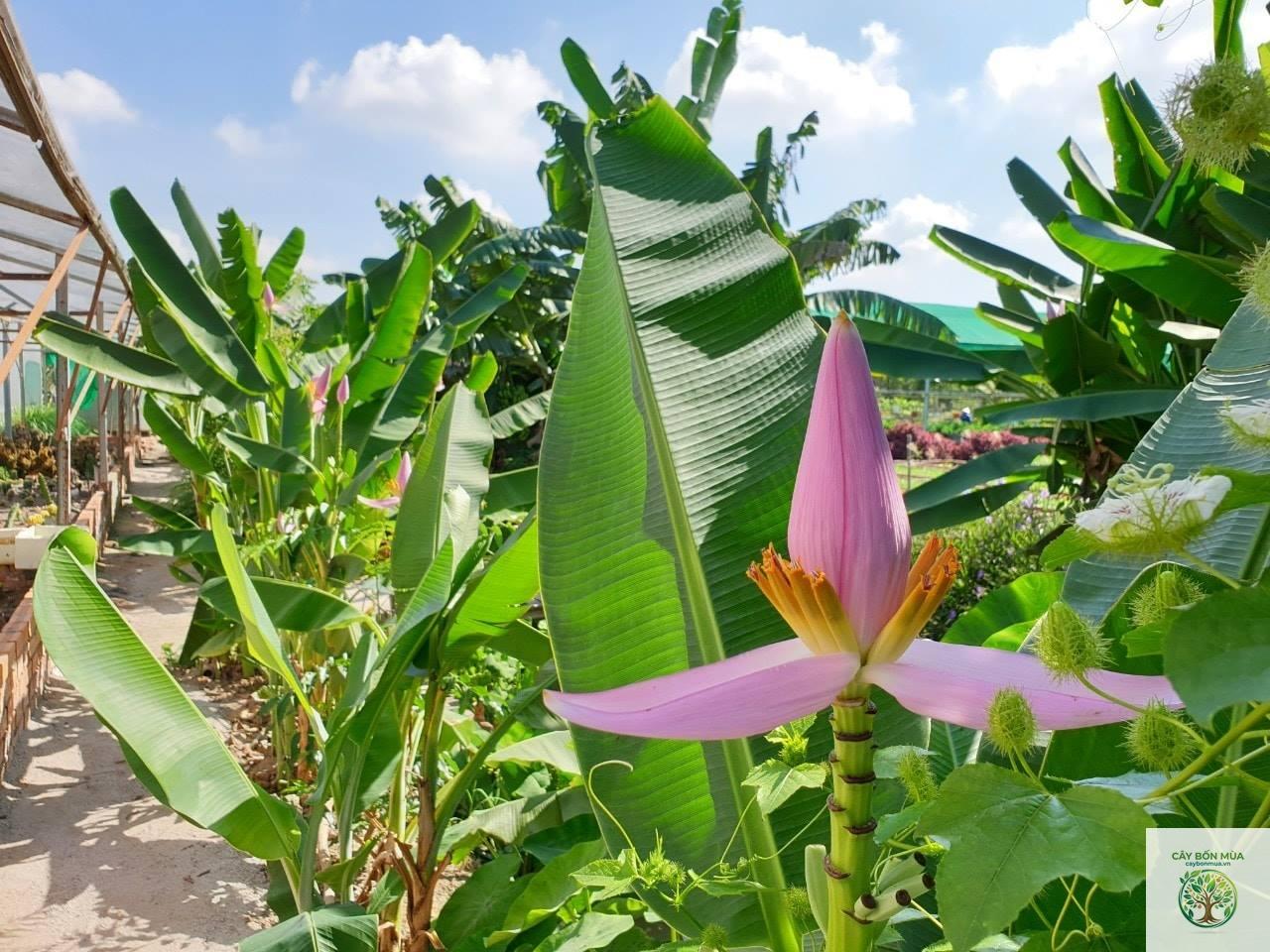 cây chuối hồng - Image 4