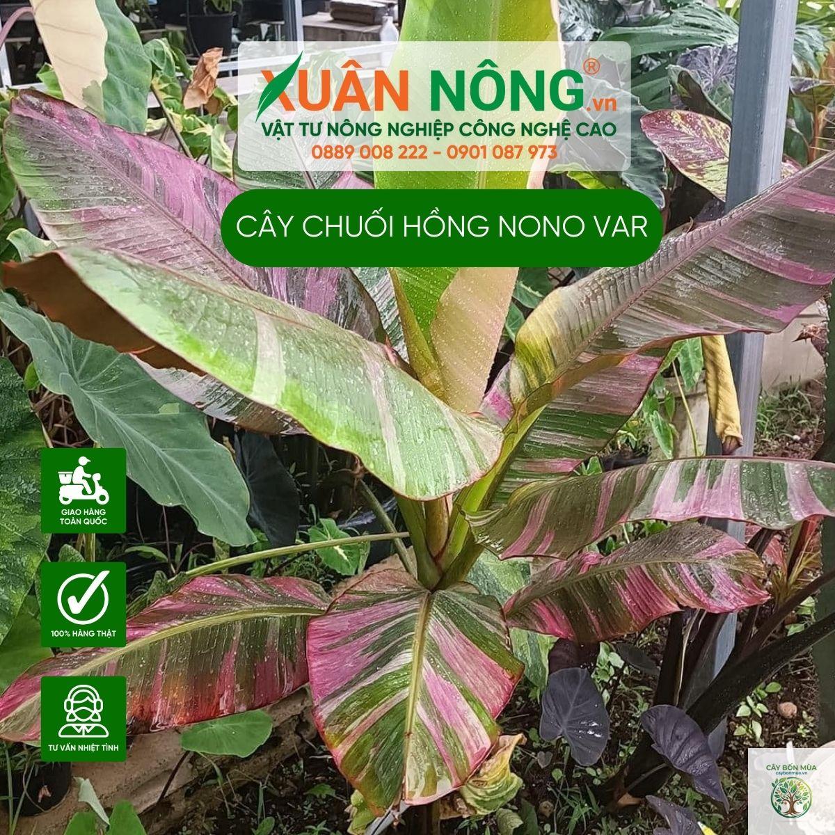 cây chuối hồng - Image 1