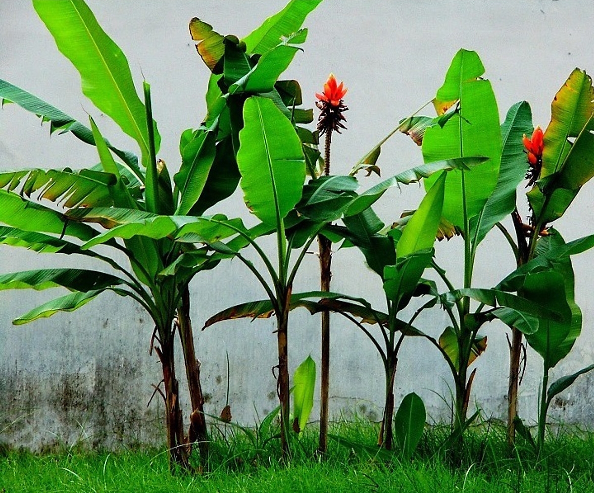 cây chuối hột - Image 4