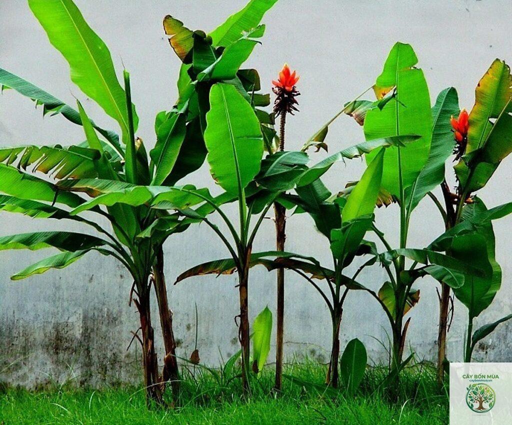 cây chuối hột rừng
