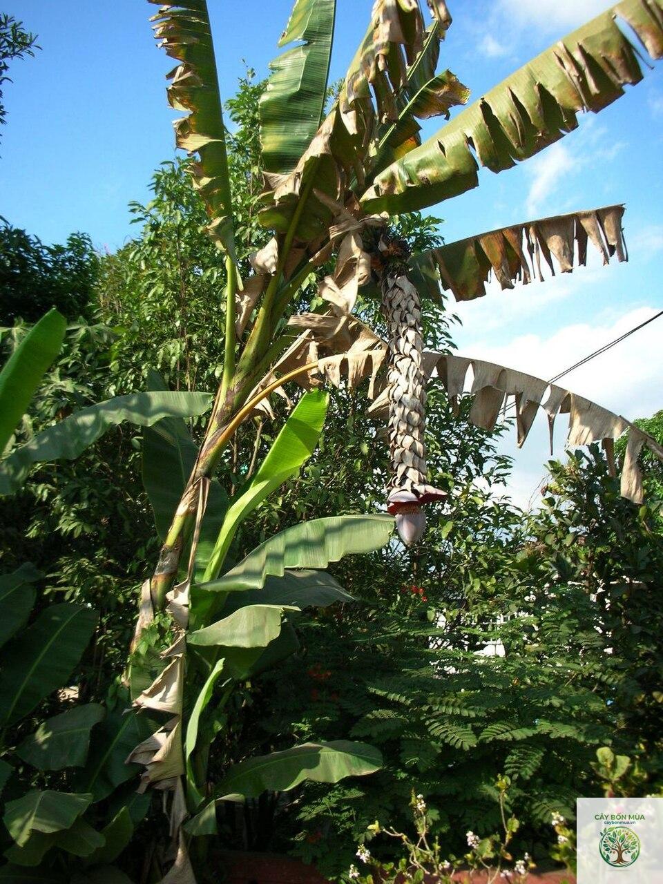 cây chuối hột rừng - Image 3