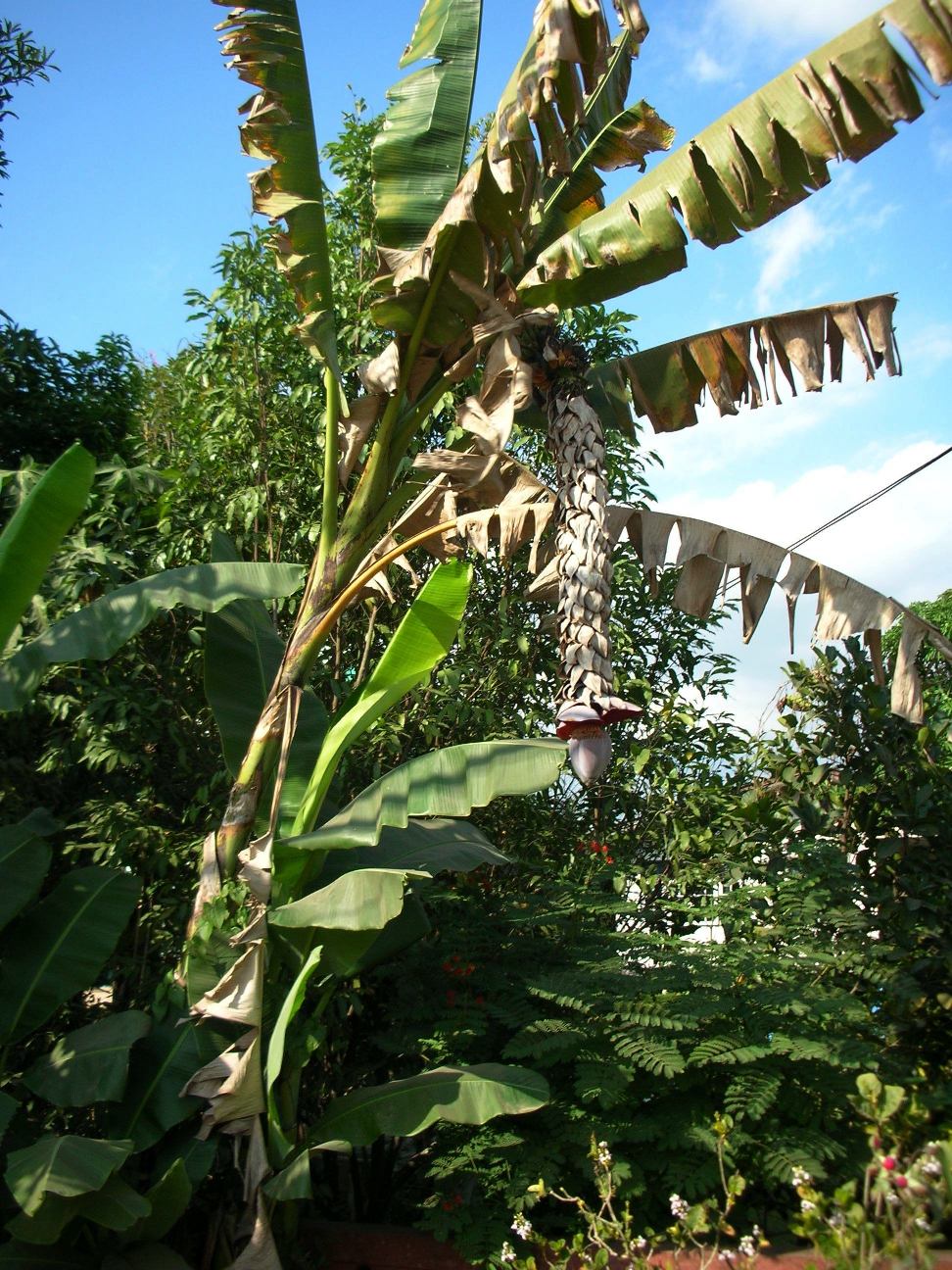 cây chuối hột - Image 1