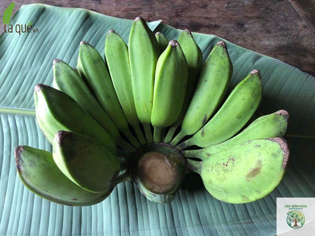 cây chuối mật