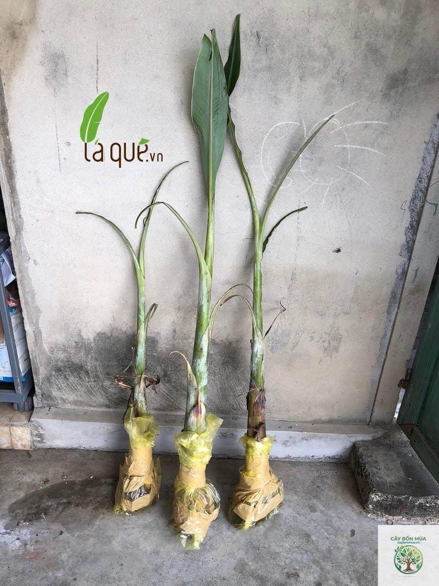 cây chuối mật - Image 2