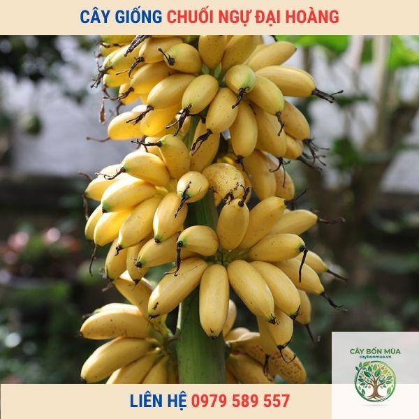 cây chuối ngự - Image 3