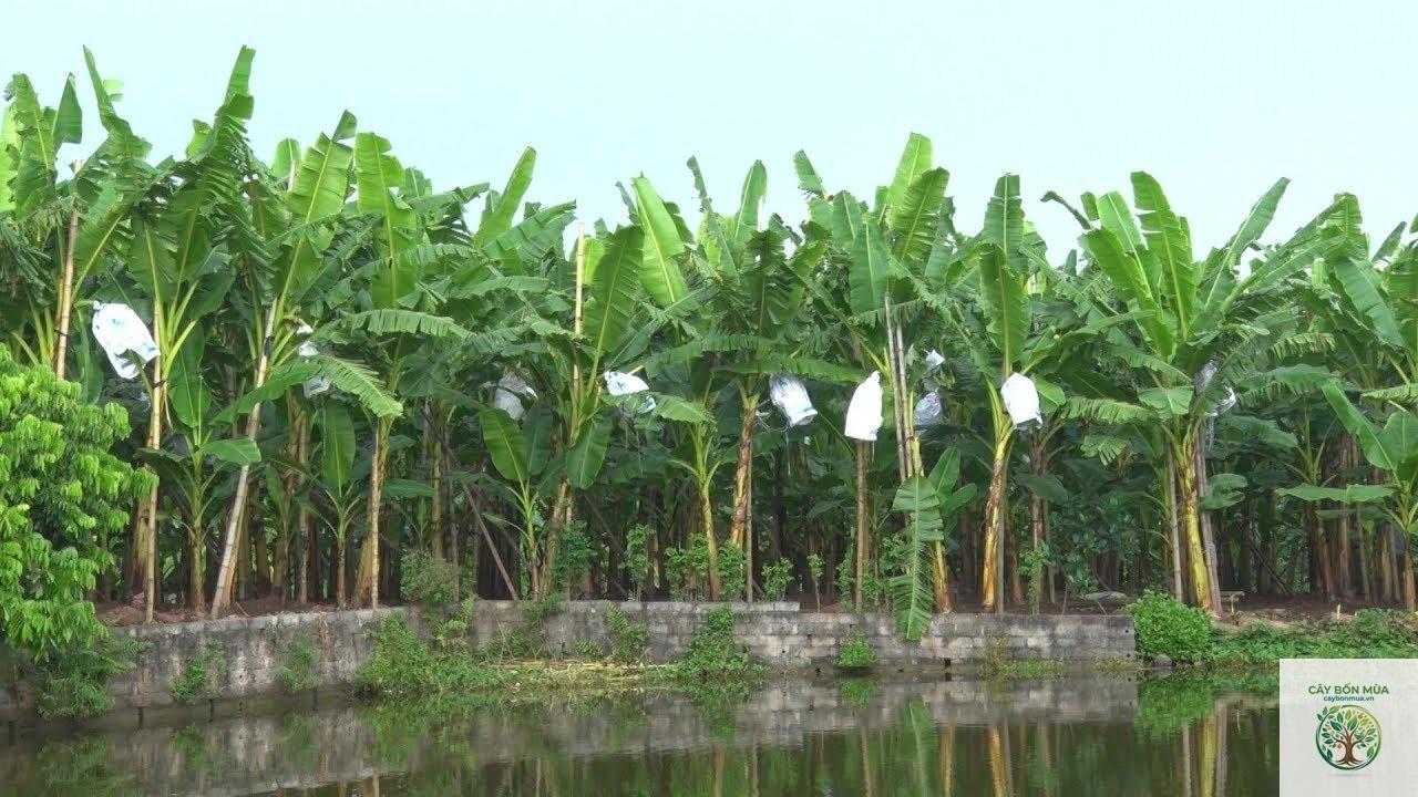 cây chuối ngự - Image 5