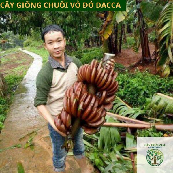 cây chuối ngự đỏ - Image 2