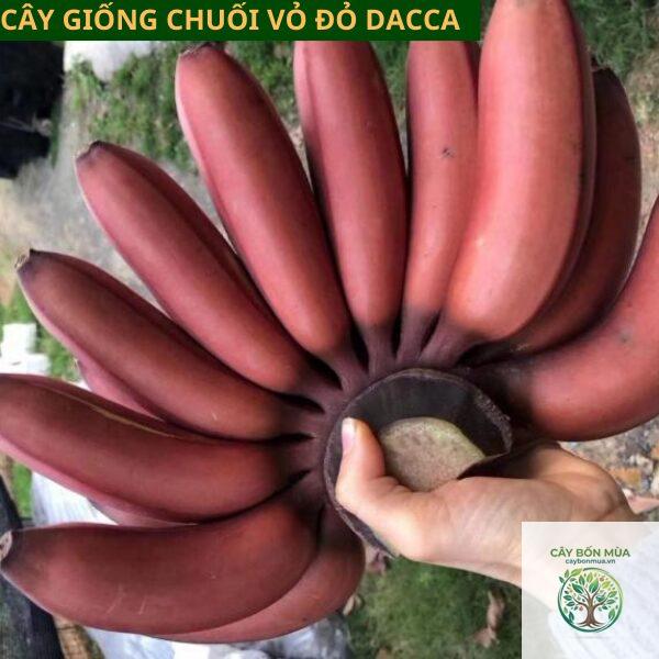 cây chuối ngự đỏ